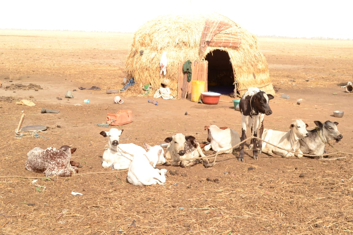 Le pastoralisme, pilier de nos traditions